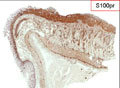 Case 8 - Cyril Fishe, Figure 1