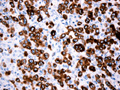 Case 2 - Bacchi, Figure 1