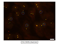 Case 7 - Forteza, Figure 5